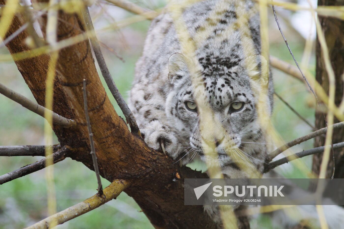 Snow leopards in Kyrgyzstan