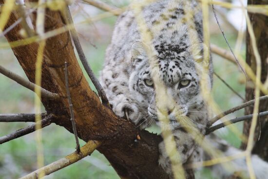 Snow leopards in Kyrgyzstan