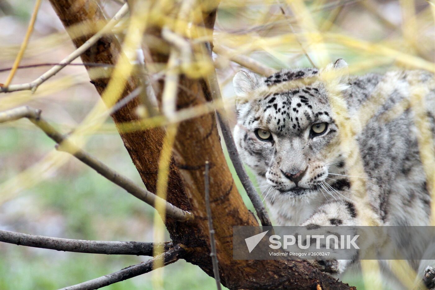 Snow leopards in Kyrgyzstan