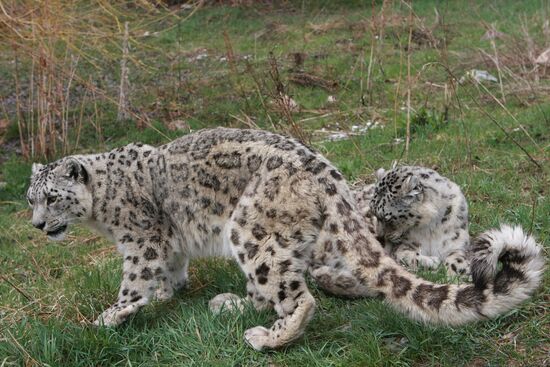 Snow leopards in Kyrgyzstan