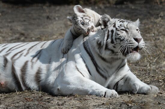 The Novosibirsk Zoo