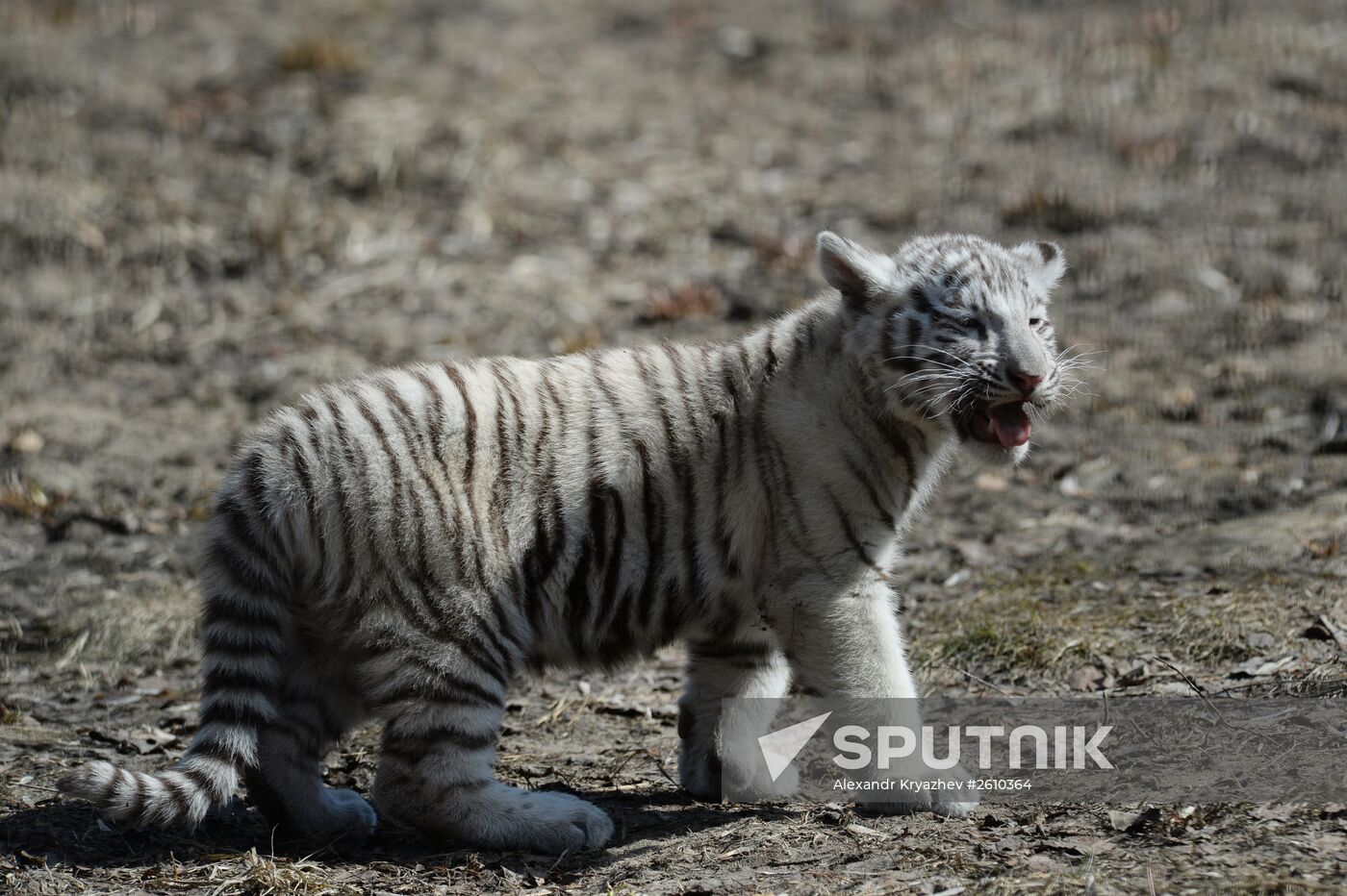 A baby white tiger, the child of a tigress named Zaya who was born at the Novosibirsk Zoo in the winter of 2015, is seen here inside their enclosure. Location: Russia, Novosibirsk. Author: Alexandr Kryazhev/Sputnik. The Novosibirsk Zoo