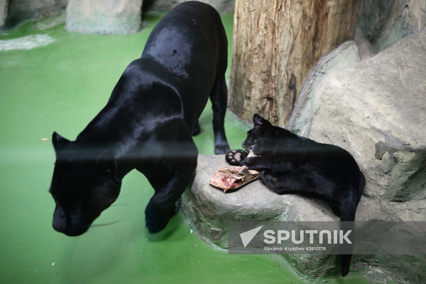 Baby jaguar born in the winter of 2015 by adult jaguar Bella is kept in an enclosure at the Novosibirsk Zoo. Location: Russia, Novosibirsk. Author: Alexandr Kryazhev/Sputnik. The Novosibirsk Zoo