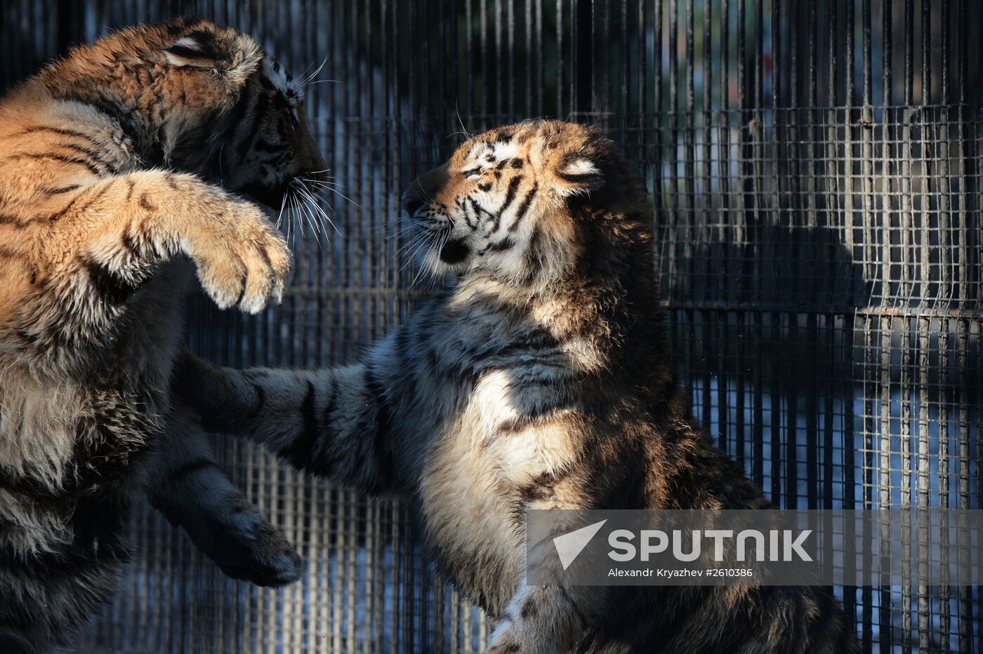 The Novosibirsk Zoo