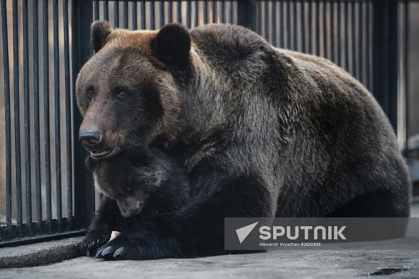 Brown bears who were born at the Novosibirsk Zoo in the winter of 2015 are seen here with their mother. Location: Russia, Novosibirsk. Author: Alexandr Kryazhev/Sputnik. The Novosibirsk Zoo