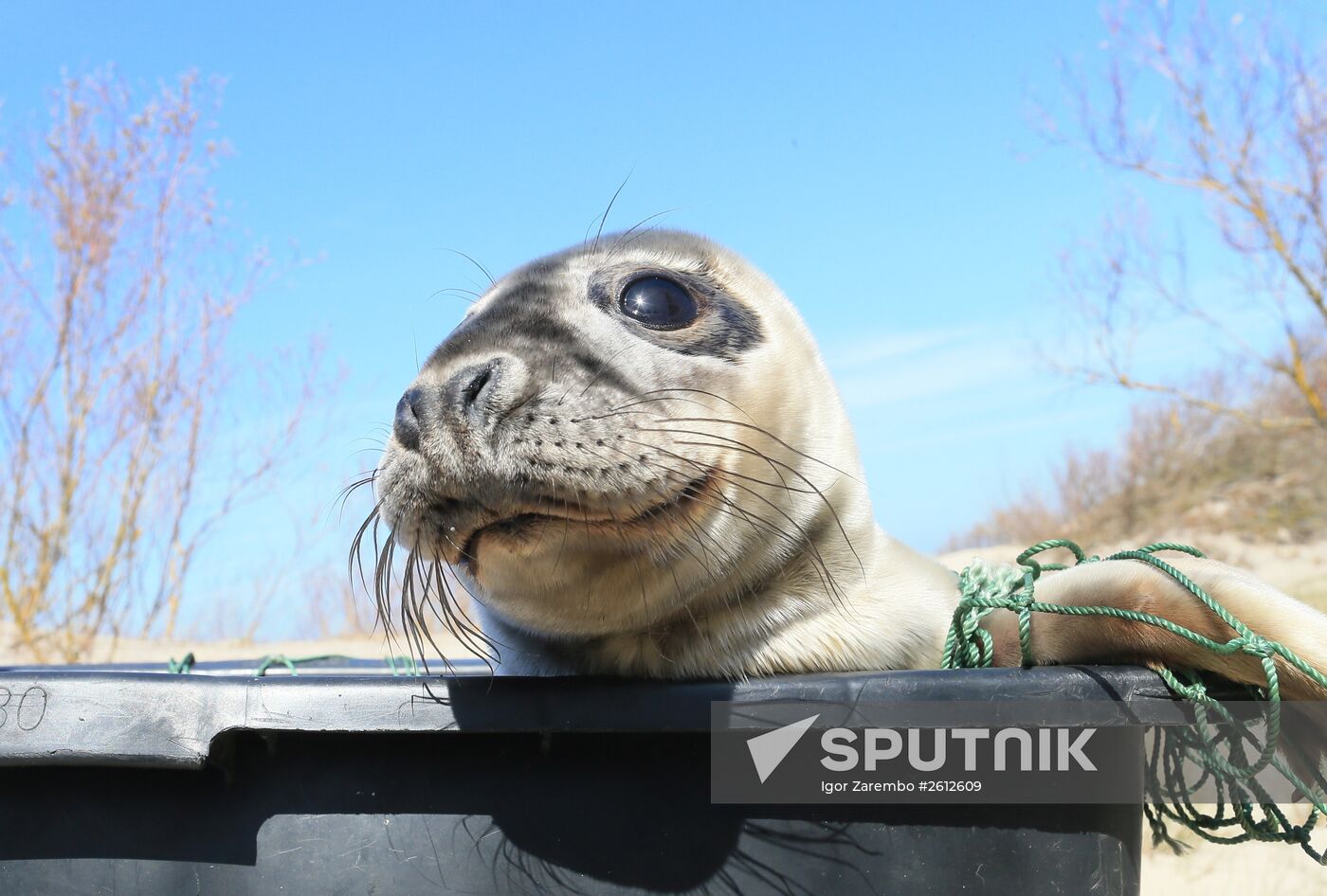 Gray seal cub released into sea