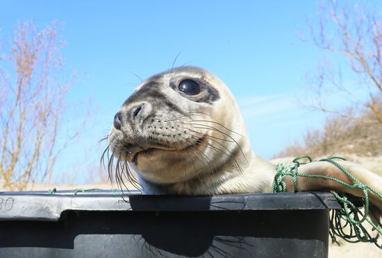 Gray seal cub released into sea