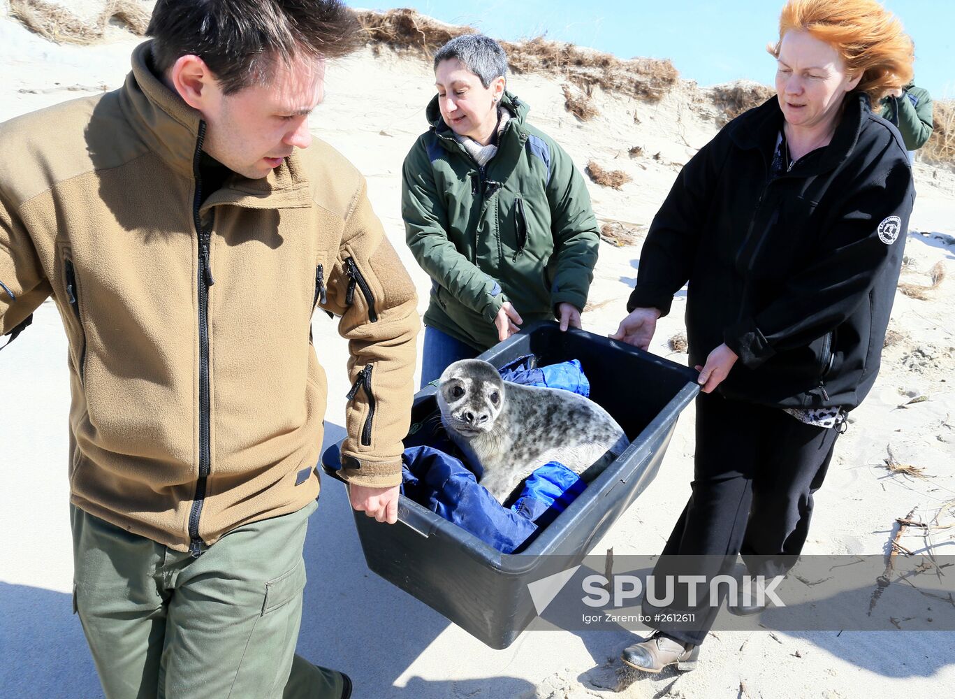 Gray seal cub released into sea