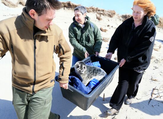Gray seal cub released into sea