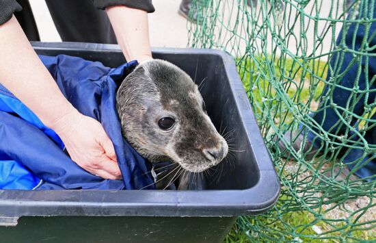 Gray seal cub released into sea