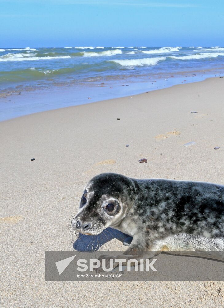 Gray seal cub released into sea