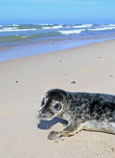 Gray seal cub released into sea