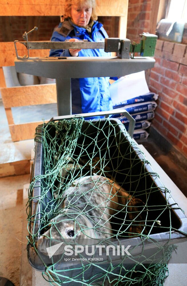 Gray seal cub released into sea