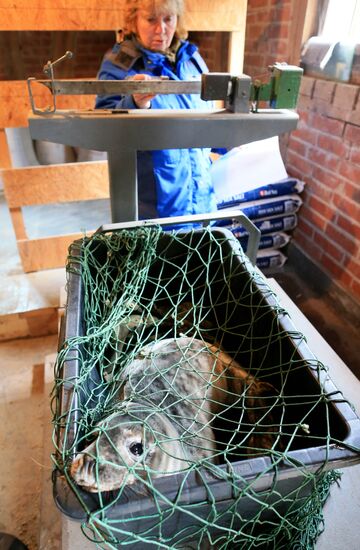 Gray seal cub released into sea