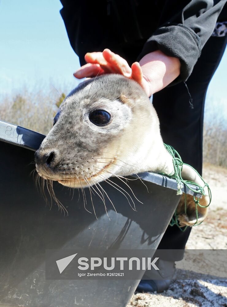 Gray seal cub released into sea