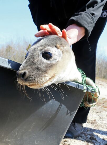 Gray seal cub released into sea