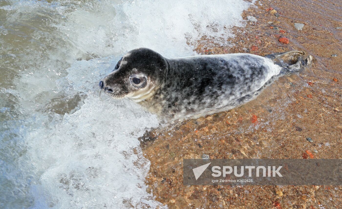 Gray seal cub released into sea