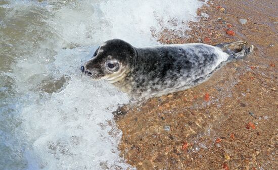 Gray seal cub released into sea