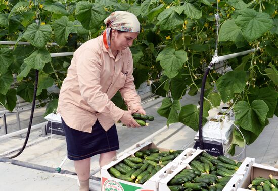 Greenhouse facility in Chechnya