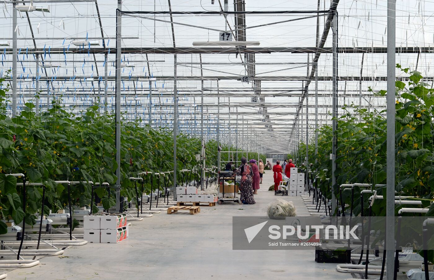 Greenhouse facility in Chechnya