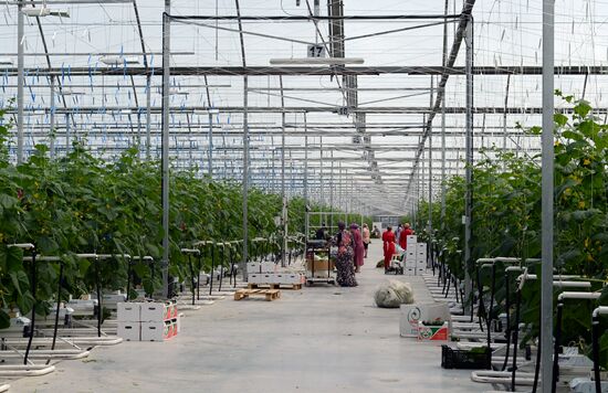 Greenhouse facility in Chechnya