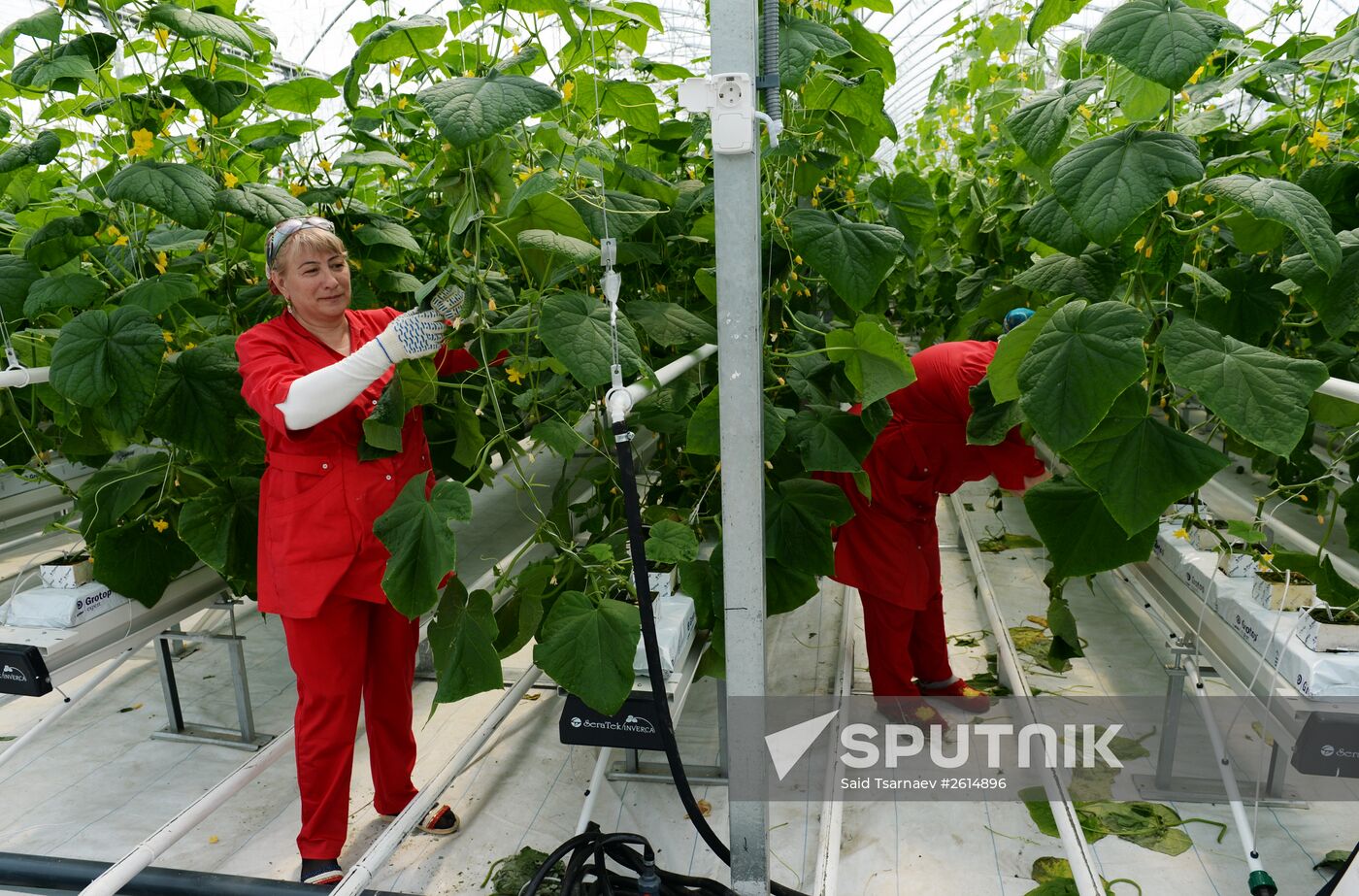 Greenhouse facility in Chechnya