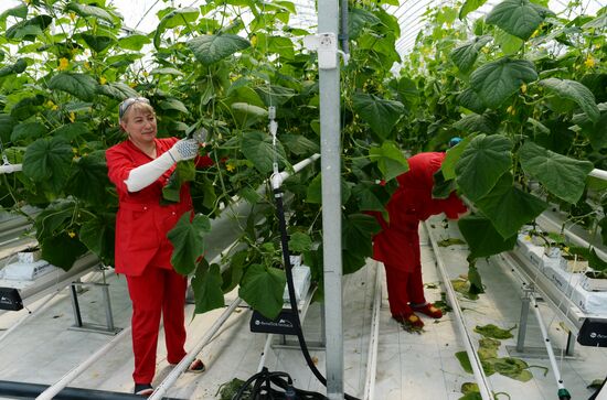 Greenhouse facility in Chechnya