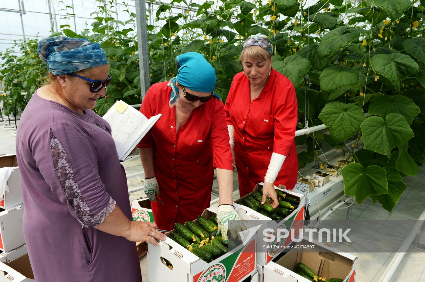Greenhouse facility in Chechnya