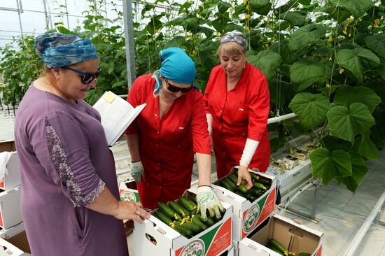 Greenhouse facility in Chechnya