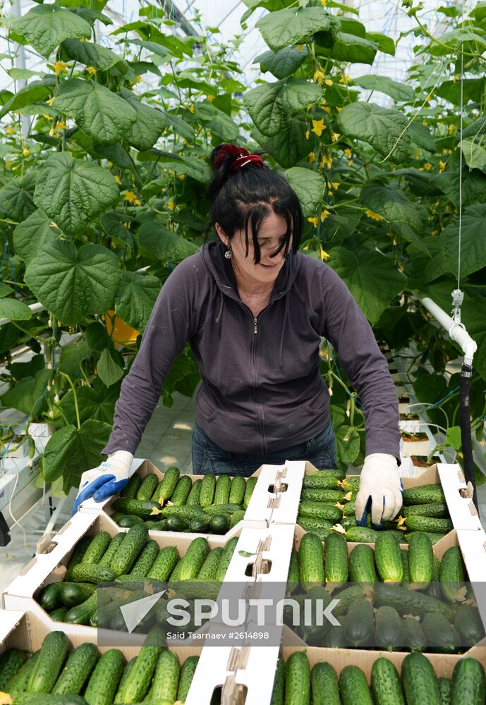 Greenhouse facility in Chechnya