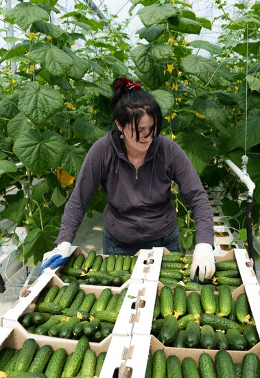 Greenhouse facility in Chechnya