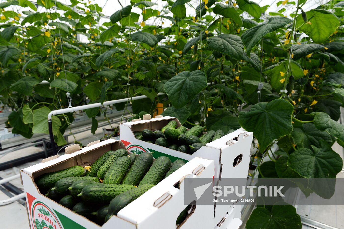 Greenhouse facility in Chechnya