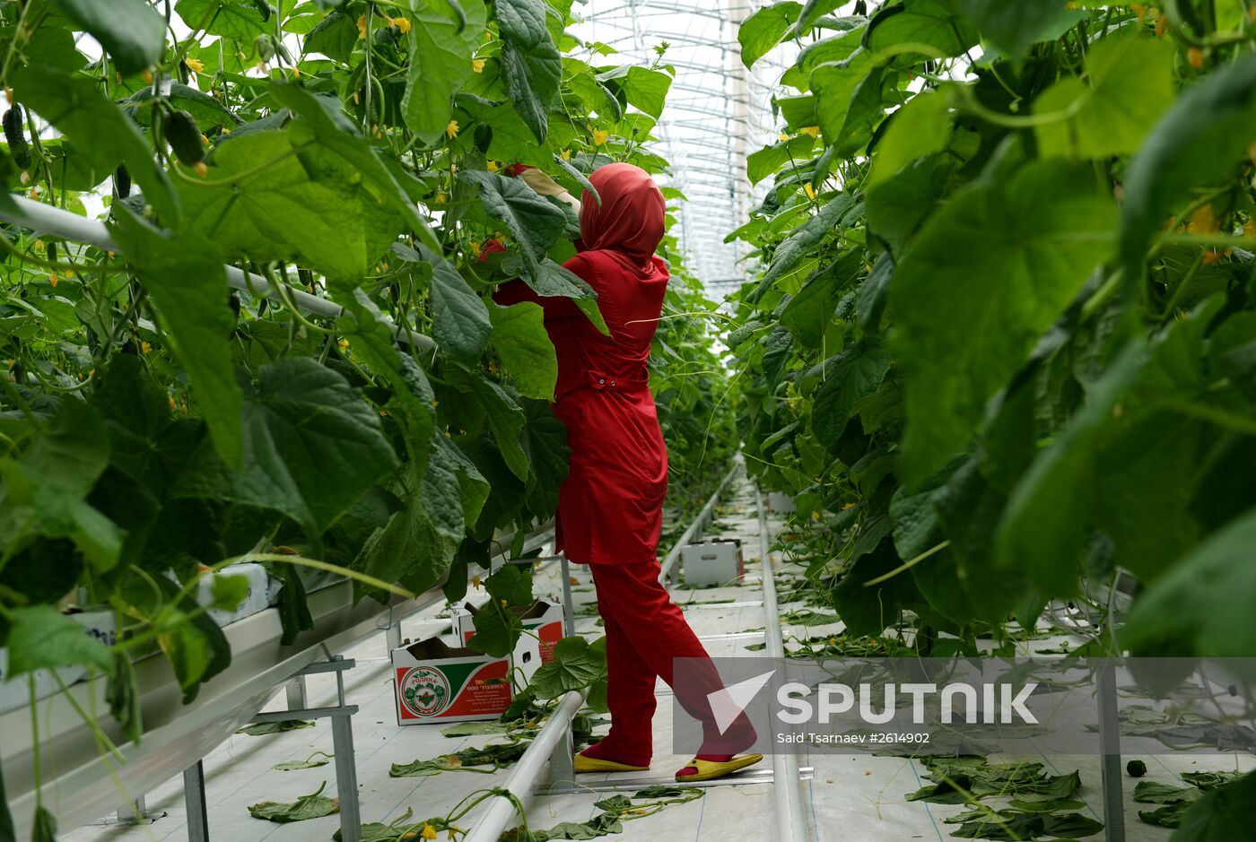 Greenhouse facility in Chechnya