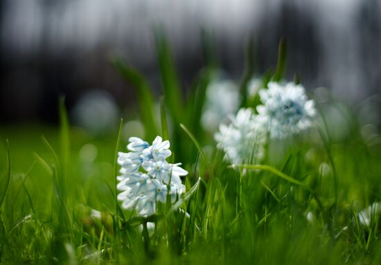 Summer Garden opens to visitors in St. Petersburg