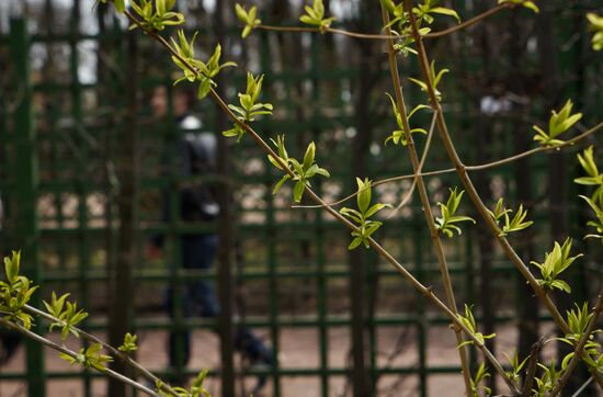Summer Garden opens to visitors in St. Petersburg