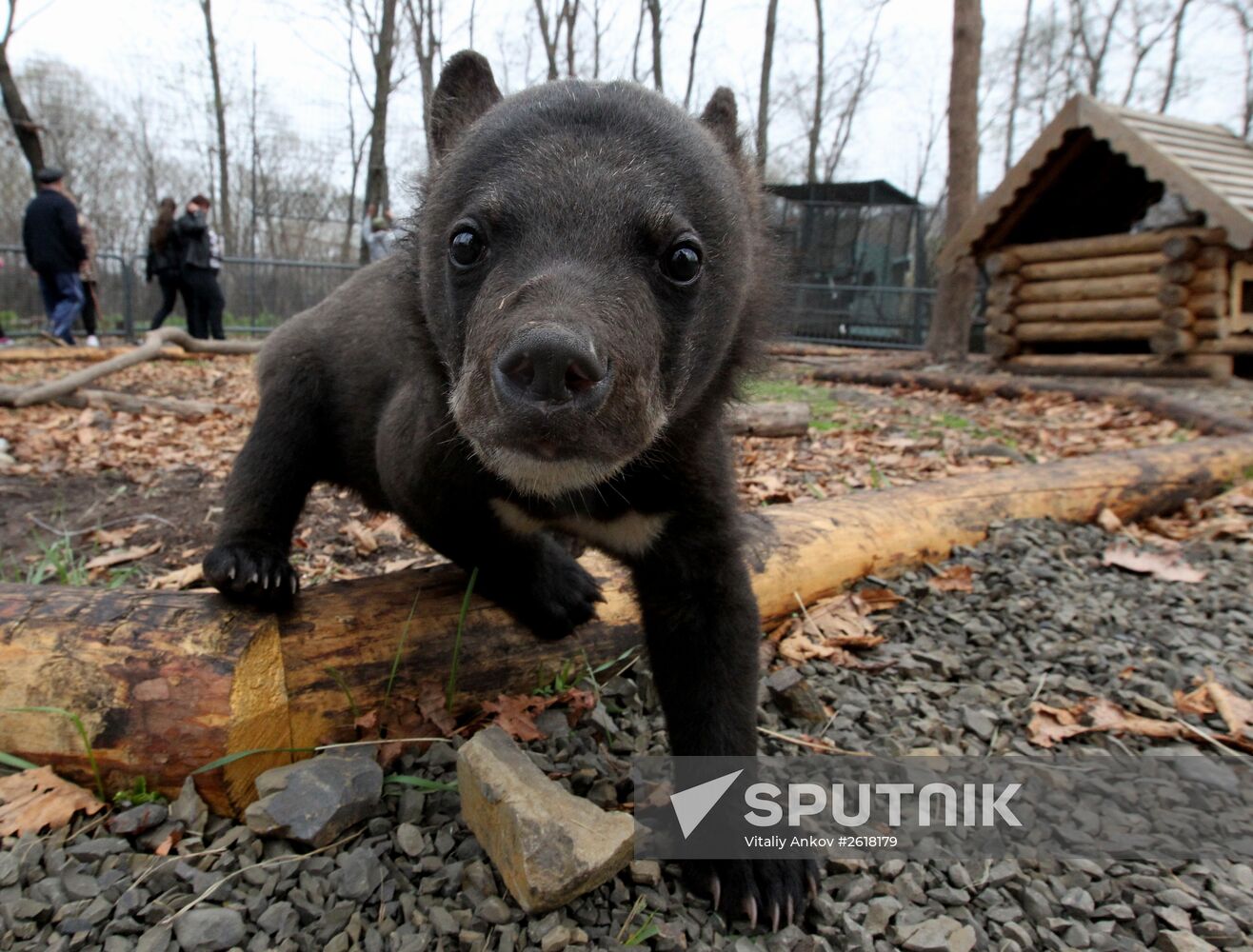 Himalayan bear cubs at Primorye Safari Park
