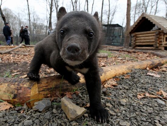Himalayan bear cubs at Primorye Safari Park