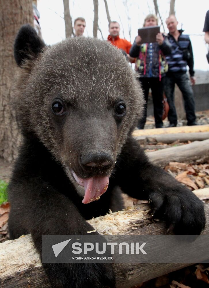 Himalayan bear cubs at Primorye Safari Park