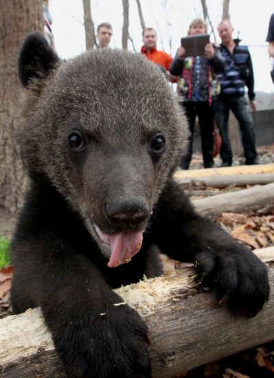 Himalayan bear cubs at Primorye Safari Park