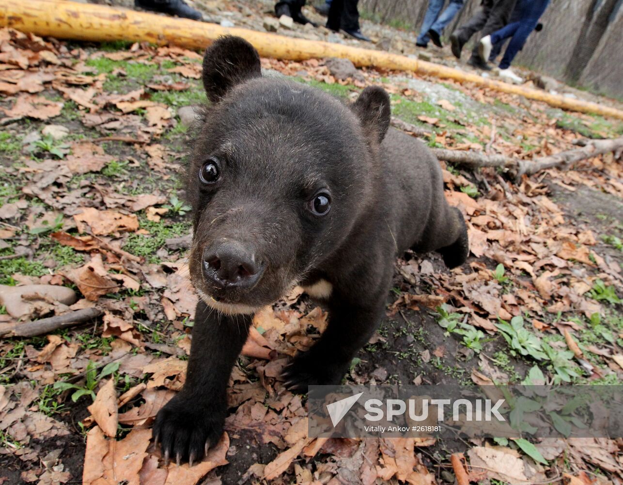 Himalayan bear cubs at Primorye Safari Park