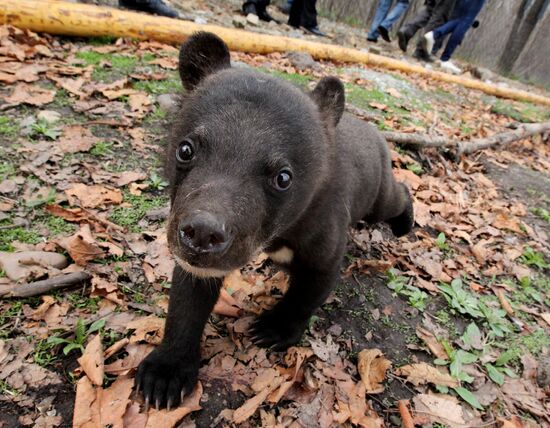 Himalayan bear cubs at Primorye Safari Park