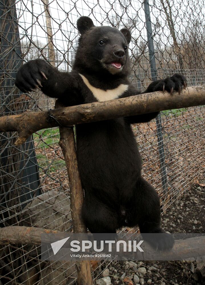 Himalayan bear cubs at Primorye Safari Park