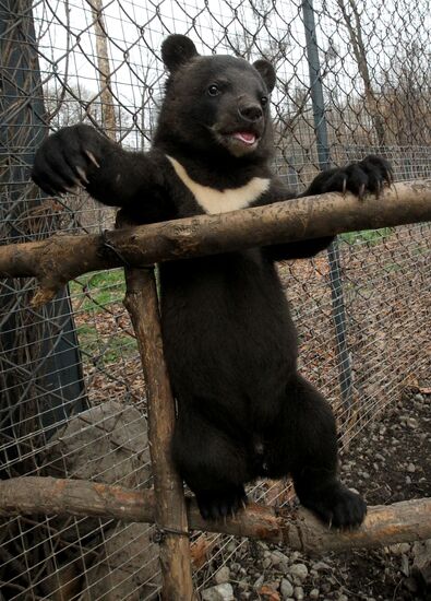Himalayan bear cubs at Primorye Safari Park