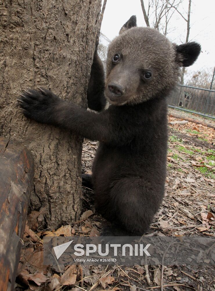Himalayan bear cubs at Primorye Safari Park