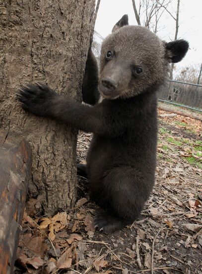 Himalayan bear cubs at Primorye Safari Park