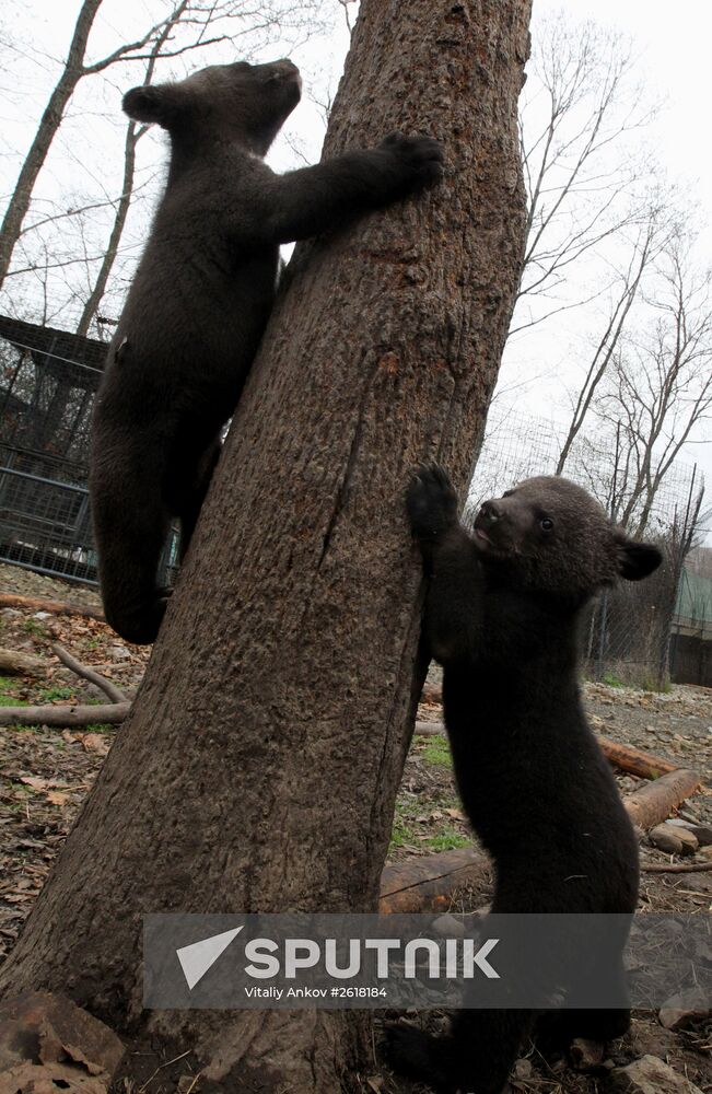 Himalayan bear cubs at Primorye Safari Park