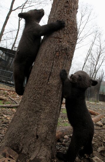 Himalayan bear cubs at Primorye Safari Park