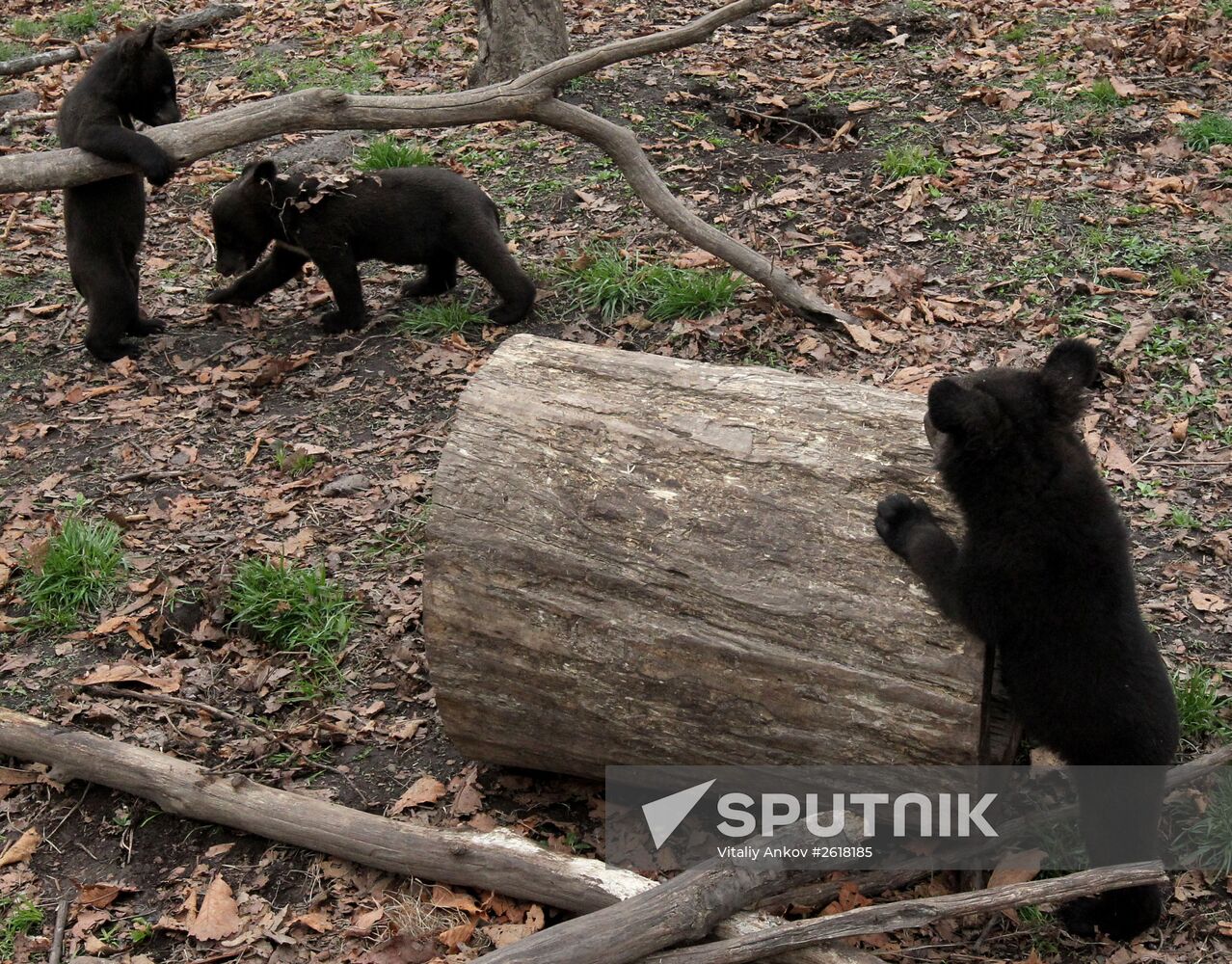 Himalayan bear cubs at Primorye Safari Park