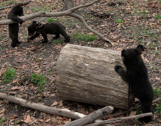 Himalayan bear cubs at Primorye Safari Park