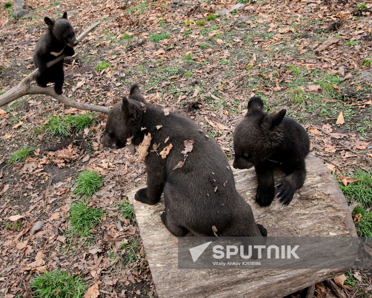 Himalayan bear cubs at Primorye Safari Park